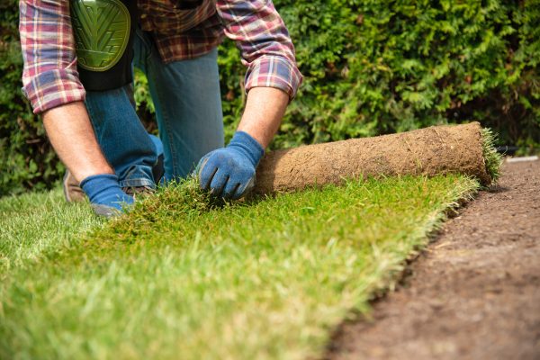Man,Laying,Grass,Turf,Rolls,For,New,Garden,Lawn